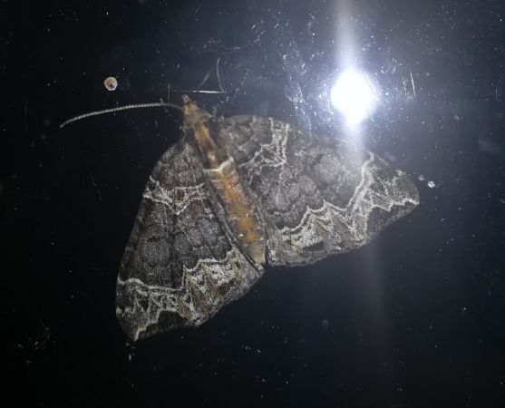 Ecliptopera silaceata  - Thomas Lux