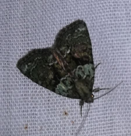 Cryphia algae  - Thomas Lux