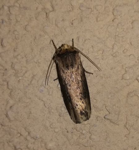 Noctuelle putride  - Thomas Lux