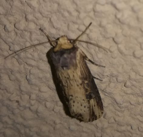 Noctuelle putride  - Thomas Lux