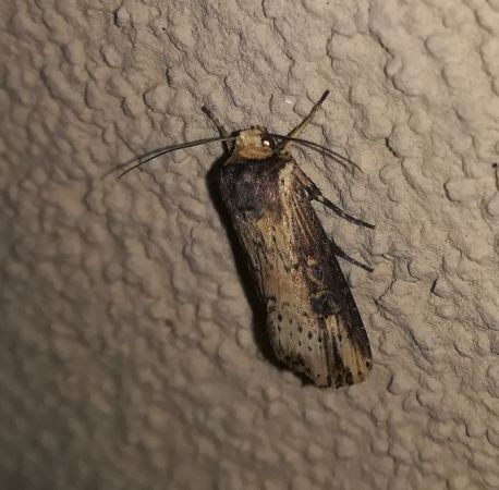 Noctuelle putride  - Thomas Lux