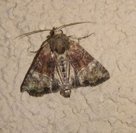 Mesoligia furuncula  - Thomas Lux