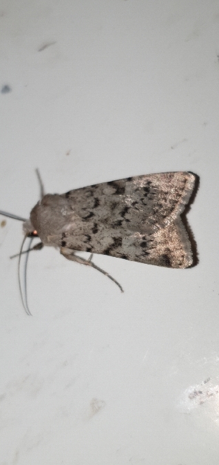 Epipsilia grisescens  - Melchior Viallet