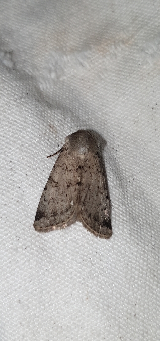 Epipsilia grisescens  - Melchior Viallet