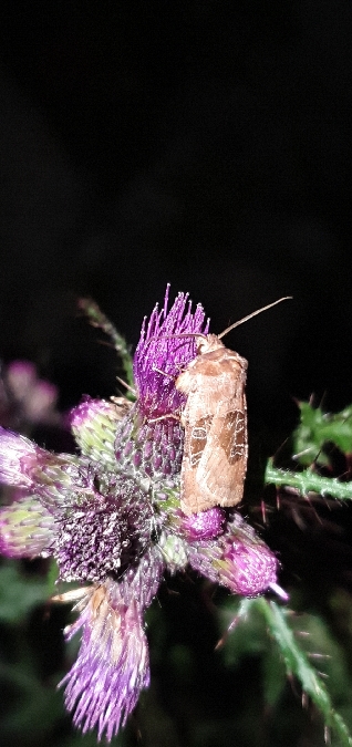 Chersotis cuprea  - Melchior Viallet