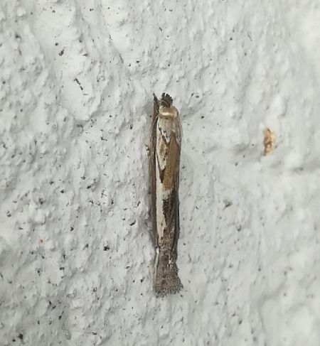Platytes alpinella  - Thomas Lux