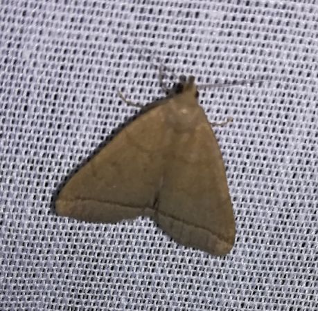 Herminia tarsicrinalis  - Thomas Lux