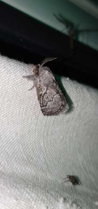 Bombyx de l'Aubépine  - Melchior Viallet