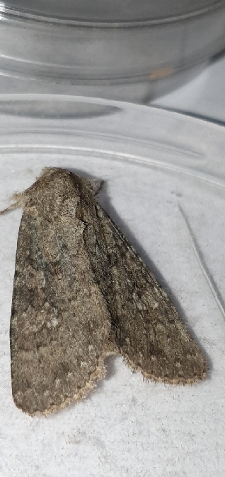 Polia serratilinea  - Melchior Viallet