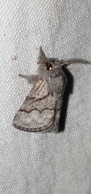 Bombyx de l'Aubépine  - Melchior Viallet
