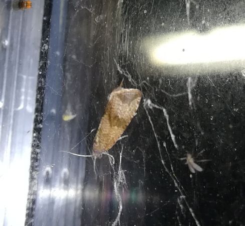 Celypha striana  - Thomas Lux