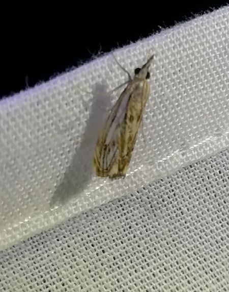 Catoptria falsella  - Thomas Lux