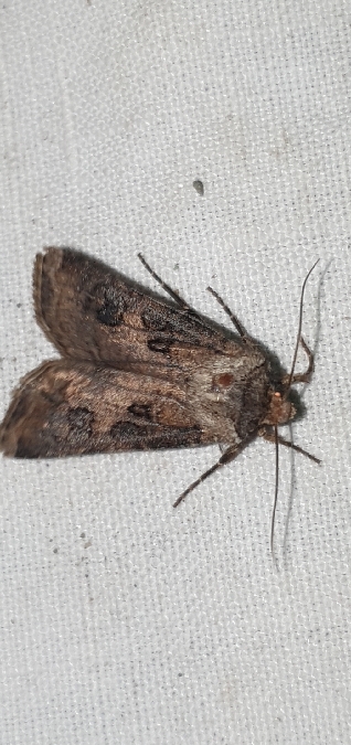 Agrotis clavis  - Melchior Viallet