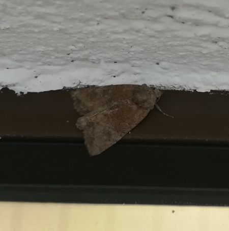 Mesoligia furuncula  - Thomas Lux