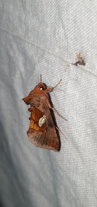 Autographa bractea  - Melchior Viallet