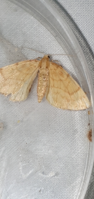 Gandaritis pyraliata  - Melchior Viallet