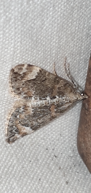 Cidarie de la myrtille  - Melchior Viallet