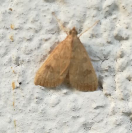Udea fulvalis  - Thomas Lux