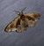 Bombyx capuchon  - Thomas Lux
