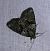 Cryphia algae  - Thomas Lux