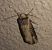 Noctuelle putride  - Thomas Lux
