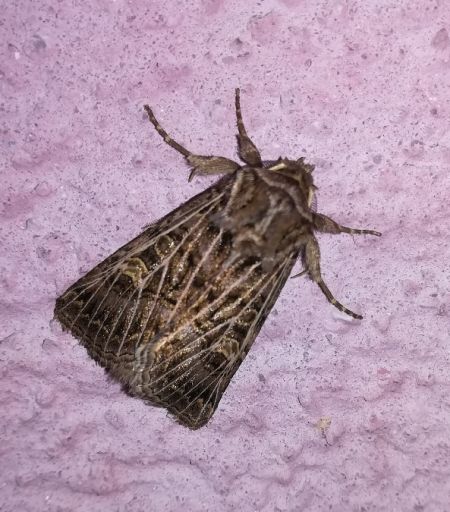 Tholera decimalis  - Thomas Lux