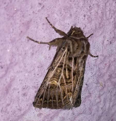 Tholera decimalis  - Thomas Lux