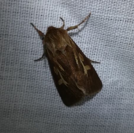 Cerapteryx graminis  - Thomas Lux