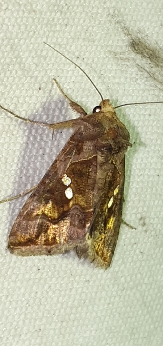 Chrysodeixis chalcites  - Melchior Viallet