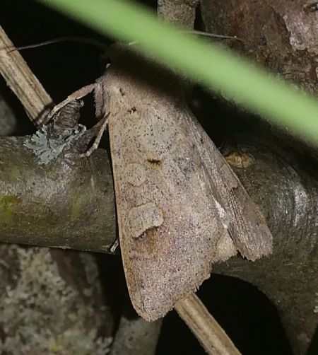 Ammoconia caecimacula  - Thomas Lux