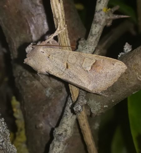 Ammoconia caecimacula  - Thomas Lux