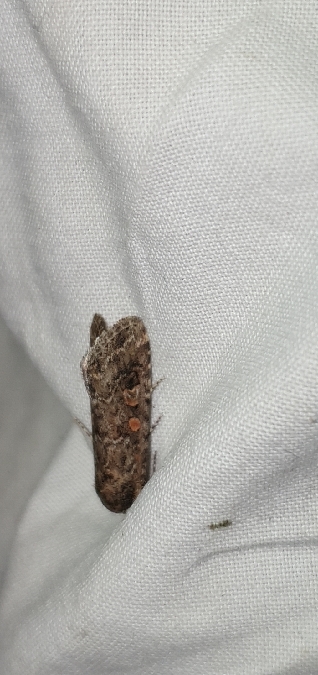 Spodoptera exigua  - Melchior Viallet