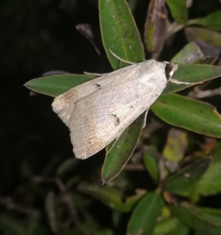 Lygephila craccae  - Thomas Lux