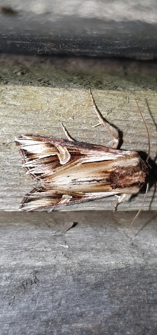 Actinotia polyodon  - Melchior Viallet