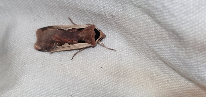 Albocosta musiva  - Melchior Viallet