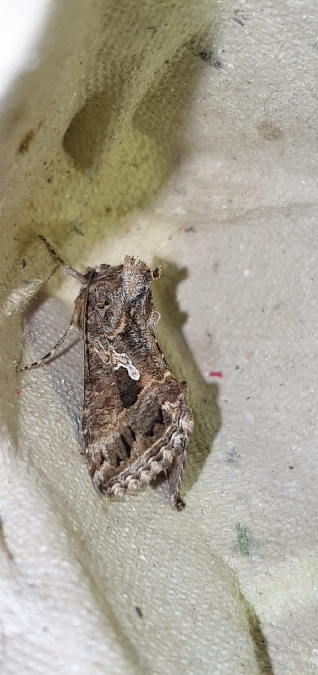 Trichoplusia ni  - Melchior Viallet