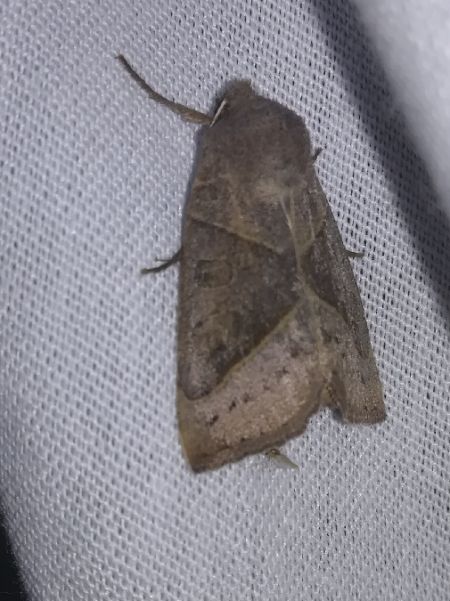 Mesogona oxalina  - Thomas Lux
