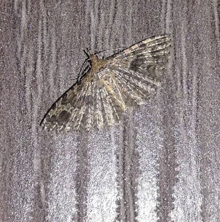 Alucita hexadactyla  - Thomas Lux