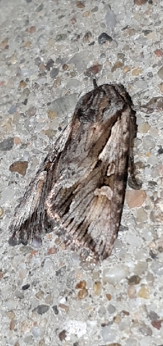 Actinotia hyperici  - Melchior Viallet