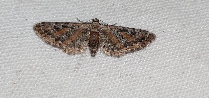 Eupithecia icterata  - Melchior Viallet