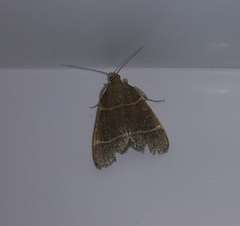 Hypsopygia glaucinalis  - Thomas Lux