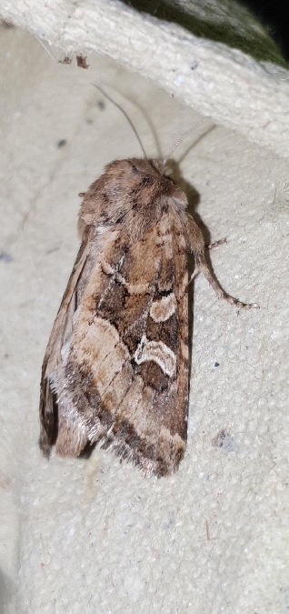 Luperina dumerilii  - Melchior Viallet