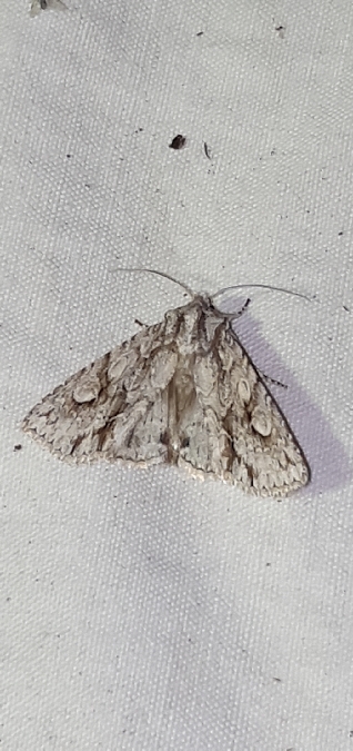 Meganephria bimaculosa  - Melchior Viallet