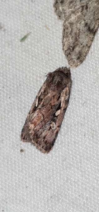 Xestia agathina  - Melchior Viallet