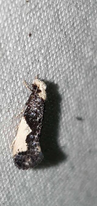 Monopis monachella  - Melchior Viallet