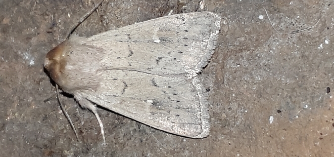 Mythimna ferrago  - Melchior Viallet