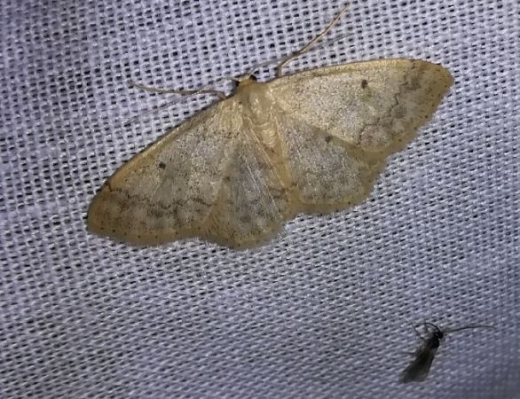 Idaea biselata  - Thomas Lux