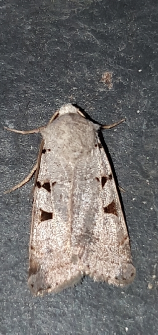 Eugnorisma glareosa  - Melchior Viallet