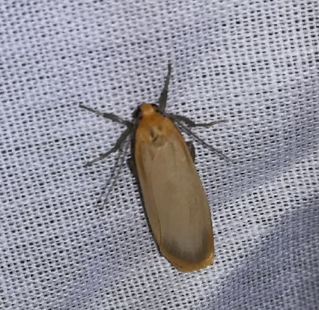 Lithosie déprimée (L. ocre)  - Thomas Lux