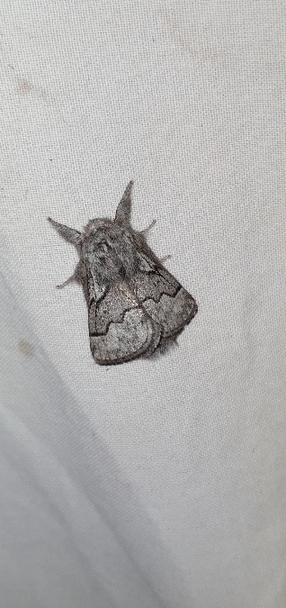 Bombyx de l'Aubépine  - Melchior Viallet